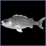 魚
